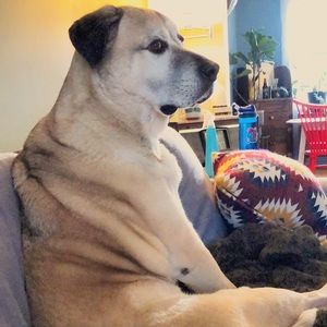 Meet your Posher, Liz